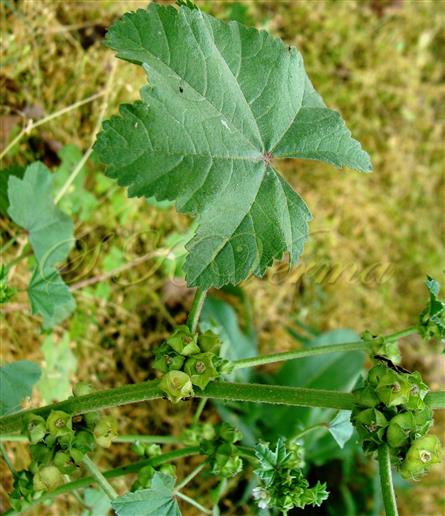  Leaf